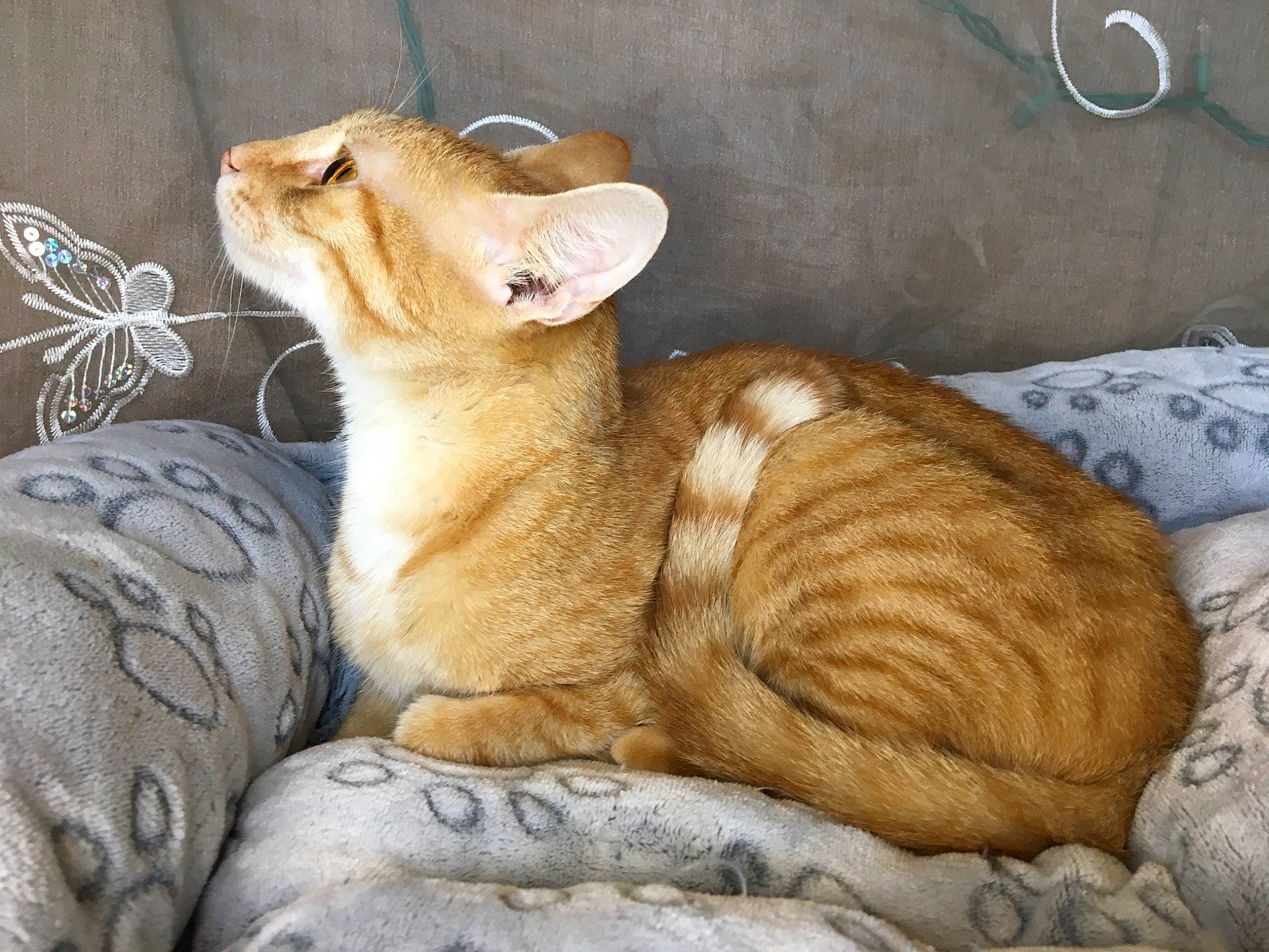 Soleh is registered to the contest to win money with this photo: canidae, carnivore, cat, claw, comfort, couch, domestic_short_haired_cat, ear, eye, fawn, felidae, foot, fur, paw, small_to_medium_sized_cats, tail, terrestrial_animal, whiskers, wildlife, wood