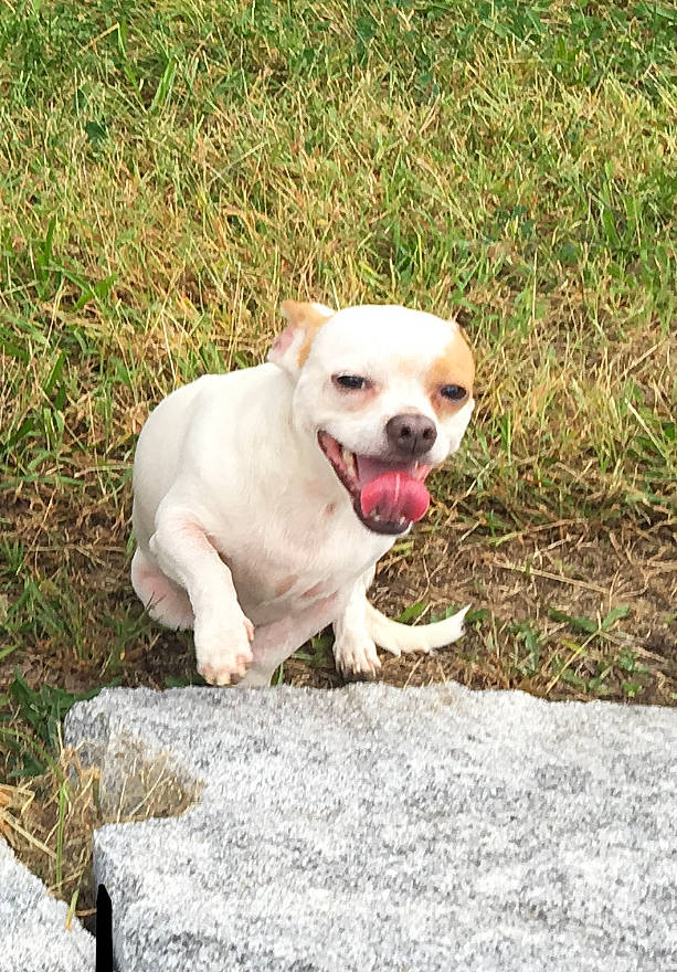 Devin joined the competition — help win amazing prizes! canidae, carnivore, collar, companion_dog, dog, dog_breed, dog_collar, eye, fawn, grass, kong, labrador_retriever, retriever, snout, soil, sporting_group, tail, terrestrial_animal, whiskers, working_animal