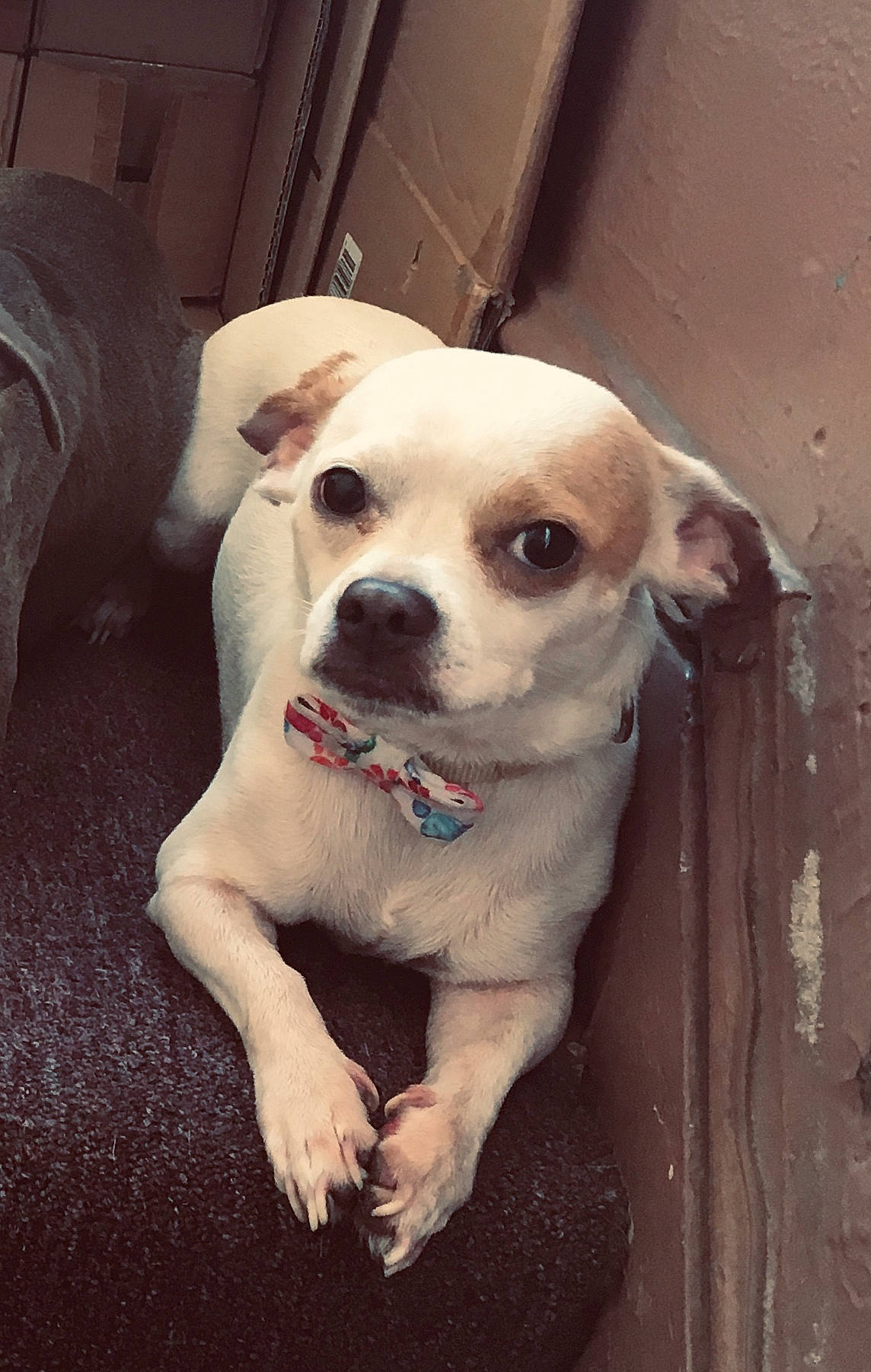 Devin joined the competition — help win amazing prizes! canidae, carnivore, companion_dog, couch, dog, dog_breed, fawn, flooring, fur, non_sporting_group, puppy_love, snout, sporting_group, terrestrial_animal, toy_dog, whiskers, wood, working_animal, wrinkle