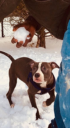 Neva Diva joined the competition — help win amazing prizes! canidae, carnivore, collar, companion_dog, dog, dog_breed, dog_collar, fawn, fur, liver, mammal, snout, snow, sporting_group, tail, vertebrate, whiskers, winter, working_animal, working_dog