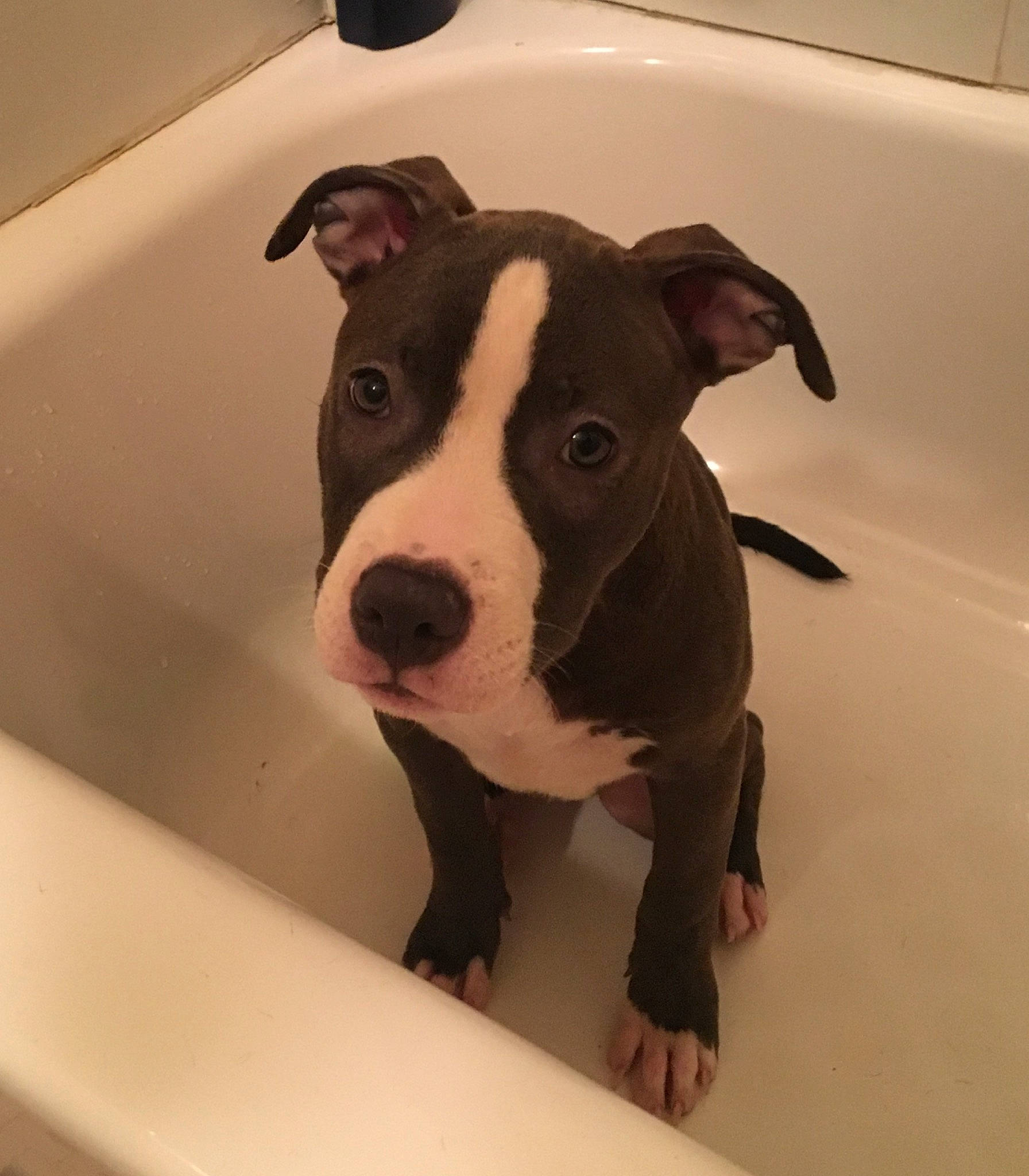 Neva Diva joined the competition — help win amazing prizes! canidae, carnivore, companion_dog, dog, dog_breed, eye, fawn, fur, german_shorthaired_pointer, non_sporting_group, pet_supply, puppy, snout, sporting_group, terrestrial_animal, whiskers, working_animal, working_dog