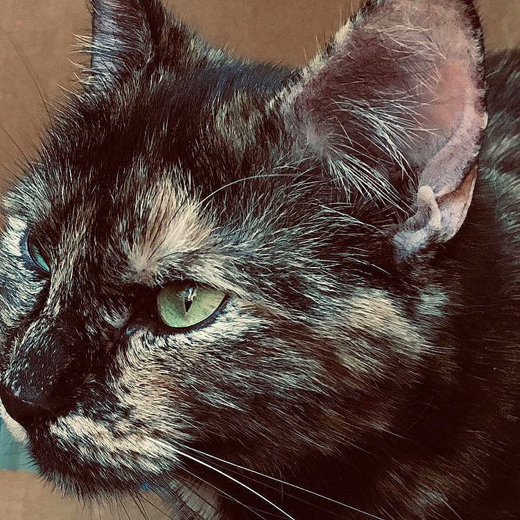 Stormi G is registered to the contest to win money with this photo: art, black_cat, carnivore, cat, darkness, domestic_short_haired_cat, eye, felidae, fur, head, iris, small_to_medium_sized_cats, snout, terrestrial_animal, whiskers