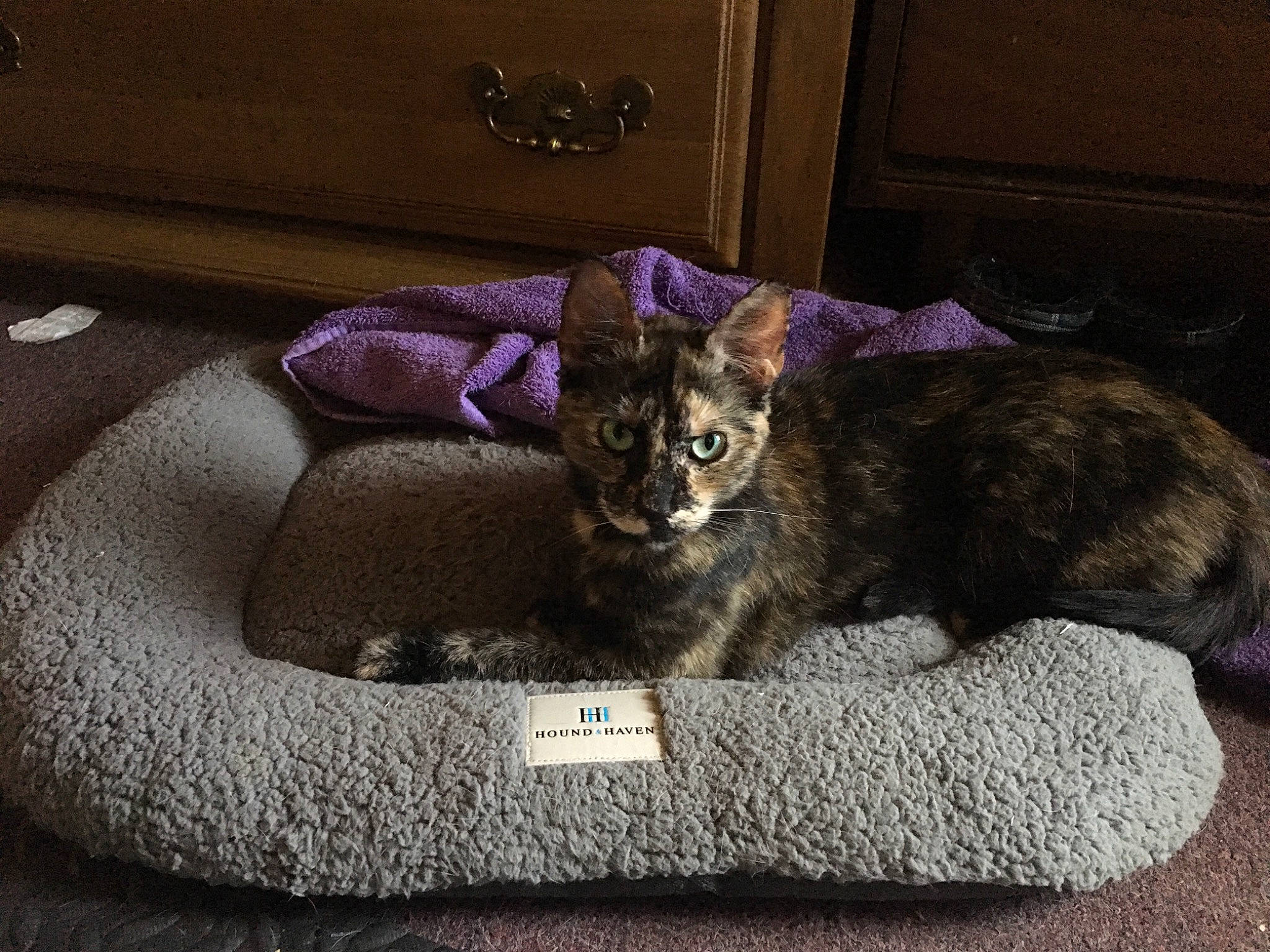 Stormi G is registered to the contest to win money with this photo: baggage, black_cat, carnivore, cat, cat_bed, cat_supply, comfort, couch, domestic_short_haired_cat, felidae, fur, grey, nap, paw, purple, sitting, small_to_medium_sized_cats, studio_couch, tail, whiskers