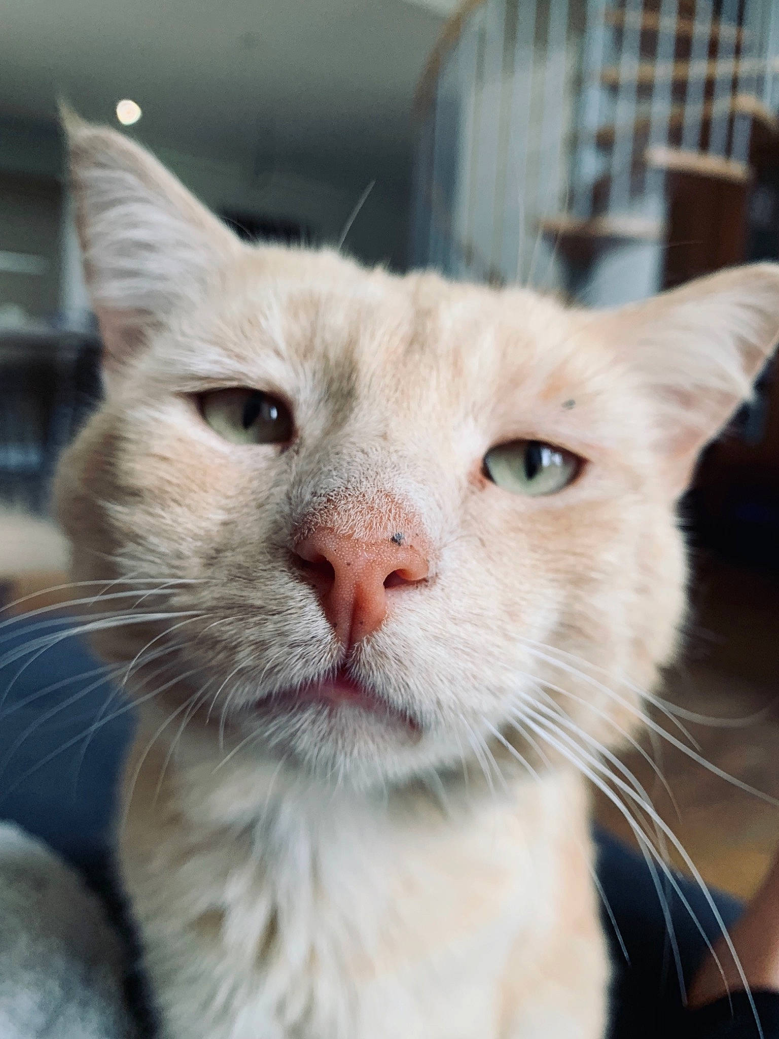 Minou a rejoint le concours — aidez-le/la à gagner de superbes lots !