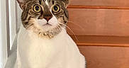 Melo joined the competition — help win amazing prizes! alert, animal, cat, claws, curious, domestic_cat, feline, fur, home_interior, house, indoor, paw, pet, sitting, stairs, tabby_cat, whiskers, white_fur, wide_eyes, wooden_stairs