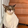 cat, stairs, wooden_stairs, indoor, pet, tabby_cat, white_fur, alert, wide_eyes, animal, domestic_cat, sitting, curious, fur, whiskers, claws, paw, feline, house, home_interior