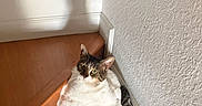 Melo is registered to the contest to win money with this photo: cat, shadow, wooden_floor, corner, white_wall, relaxed, indoor, pet, tabby, sitting, cute, funny_pose, feline, domestic_animal, animal, household, light_and_shadow, playful, cozy, curious