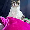 cat, tabby_cat, white_cat, pet, indoor, blanket, pink, furniture, curtain, portrait, animal, fur, whiskers, domestic_cat, looking_away, resting, cozy, home, cute, companion