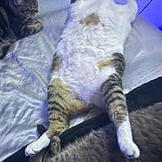 Melo is registered to the contest to win money with this photo: cat, bed, feline, relaxing, fur, paws, sleeping, indoor, animal, pet, tabby, white, striped, cute, resting, cozy, domestic, companions, blue_light, funny_pose