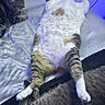 cat, bed, feline, relaxing, fur, paws, sleeping, indoor, animal, pet, tabby, white, striped, cute, resting, cozy, domestic, companions, blue_light, funny_pose