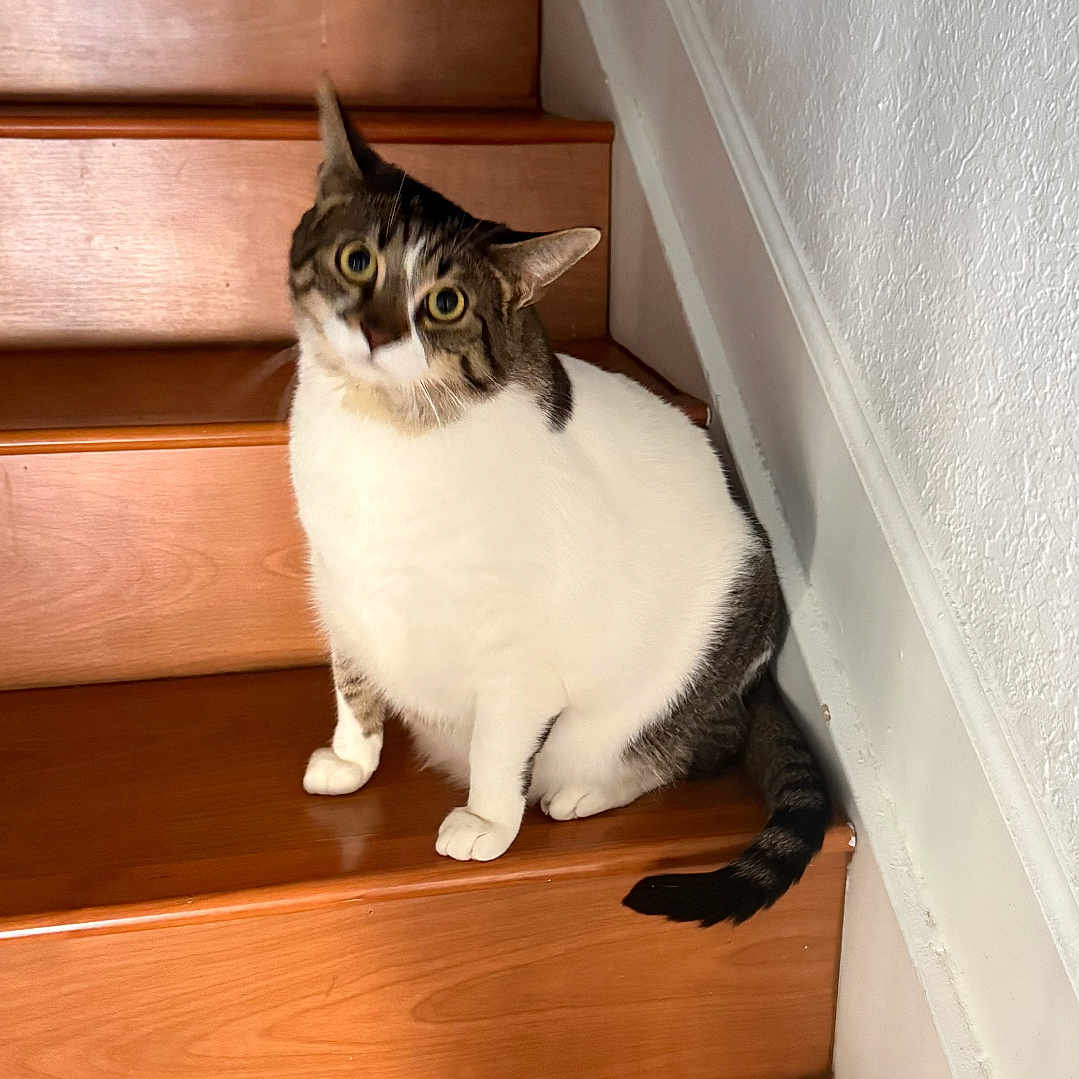 Melo