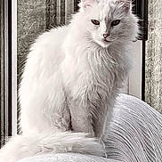 Monsieur Leblanc a rejoint le concours — aidez-le/la à gagner de superbes lots ! cat, white_cat, fluffy, pet, indoor, window, furniture, texture, animal, mammal, sitting, looking, face, whiskers, tail, domestic_animal, closeup, cozy, calm, portrait