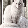 cat, white_cat, fluffy, pet, indoor, window, furniture, texture, animal, mammal, sitting, looking, face, whiskers, tail, domestic_animal, closeup, cozy, calm, portrait