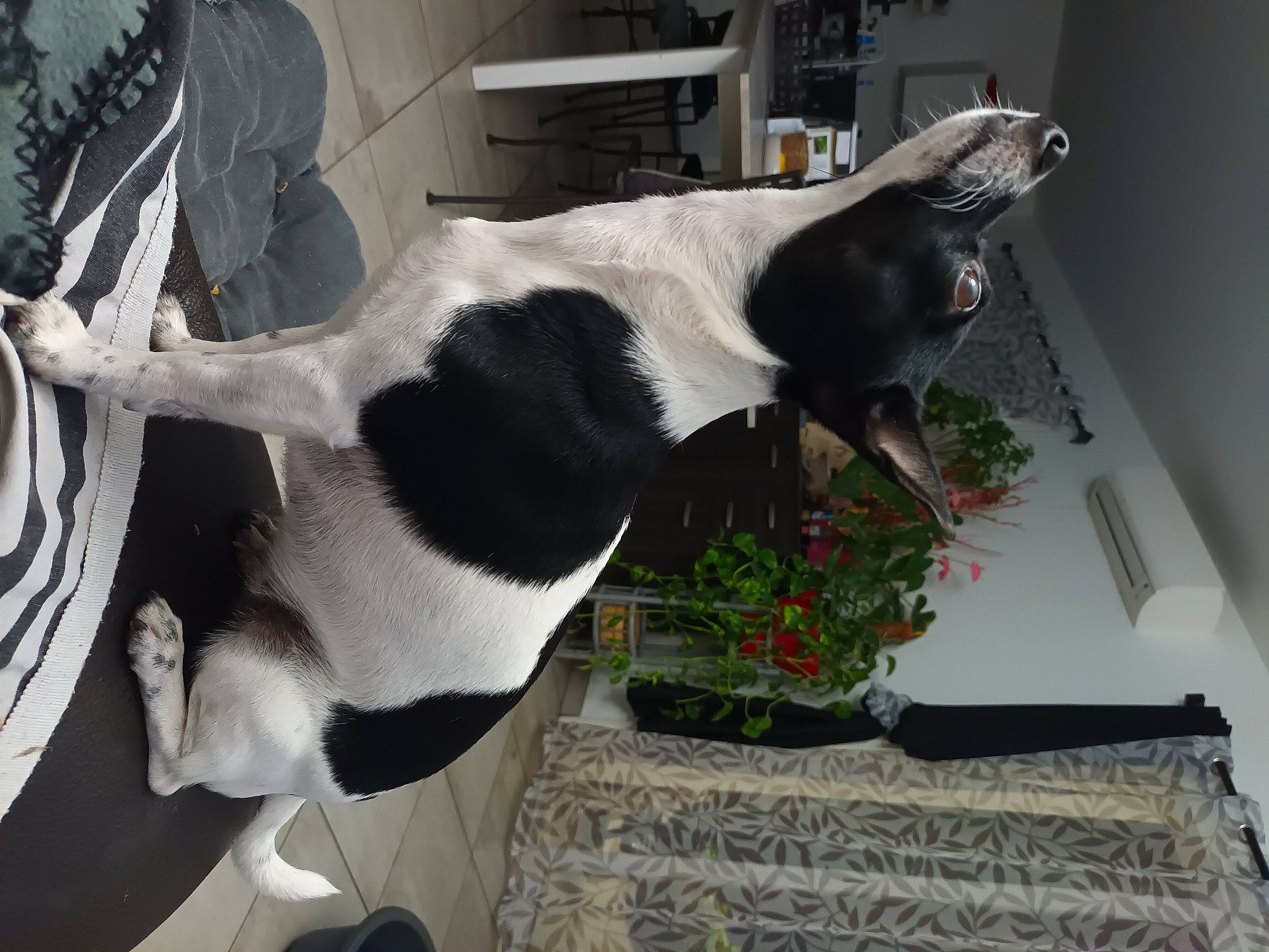 Lynda participe au concours pour gagner de l'argent avec cette photo : canidae, carnivore, collar, companion_dog, dog, dog_breed, fawn, flower, fur, houseplant, non_sporting_group, plant, snout, sporting_group, tail, terrestrial_animal, whiskers, white, window, working_animal