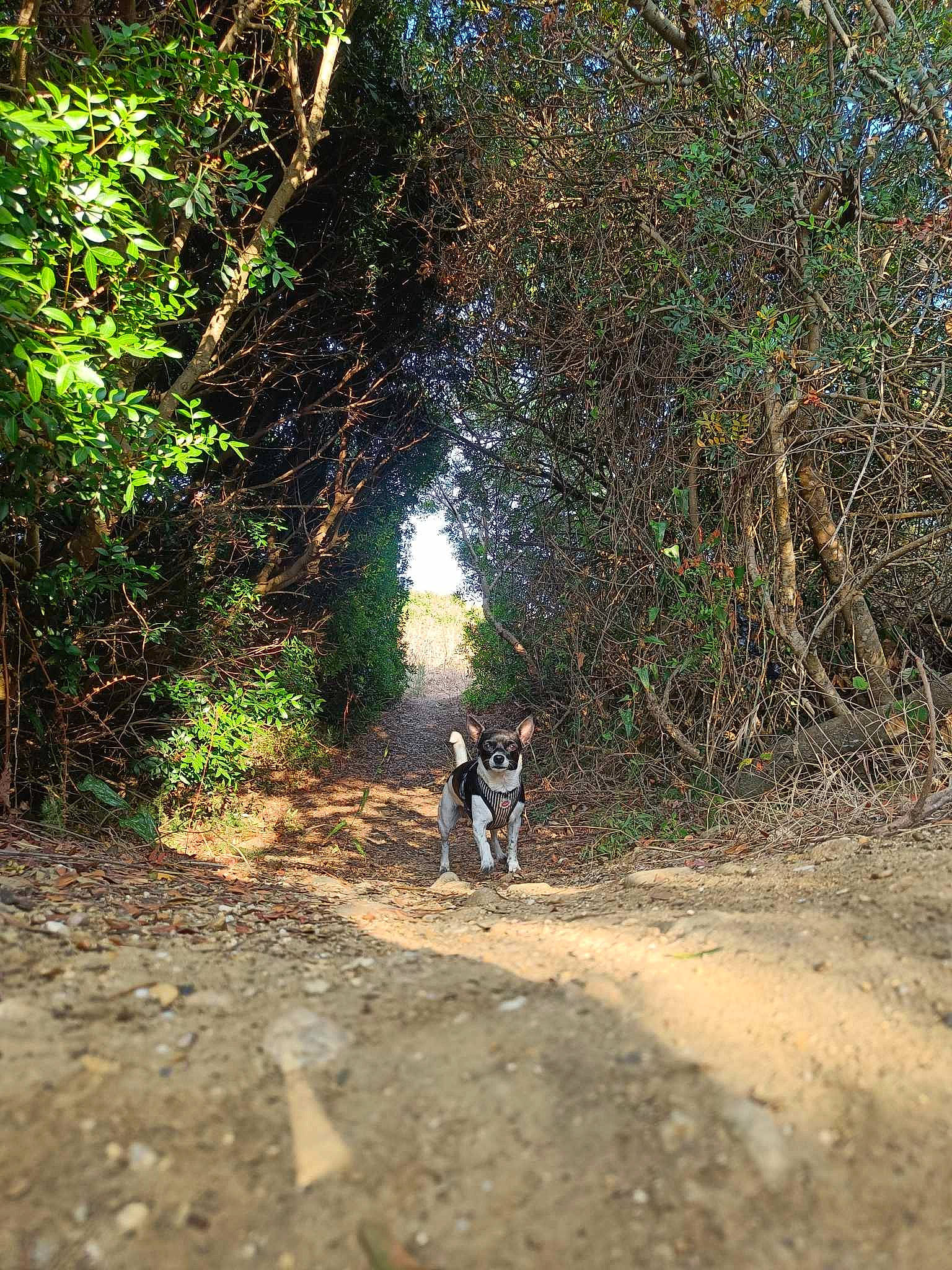 Lynda participe au concours pour gagner de l'argent avec cette photo : branch, dirt_road, ecoregion, forest, grass, landscape, natural_landscape, people_in_nature, plant, plant_community, road, road_surface, shade, sunlight, terrestrial_plant, tints_and_shades, tree, trunk, wood, woody_plant