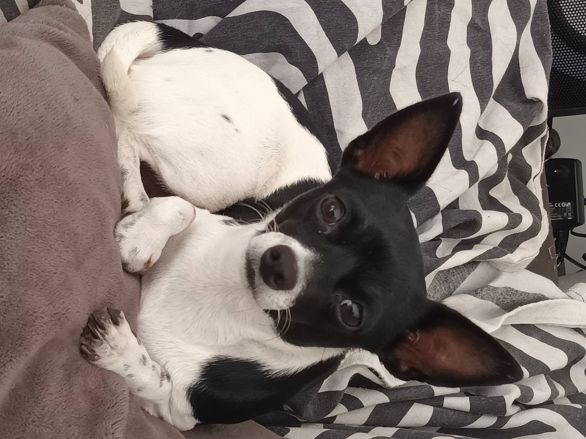 Lynda a rejoint le concours — aidez-le/la à gagner de superbes lots ! art, canidae, carnivore, comfort, companion_dog, dog, dog_breed, dog_supply, ear, fawn, linens, monochrome, monochrome_photography, nap, paw, snout, sporting_group, toy_dog, whiskers, working_animal