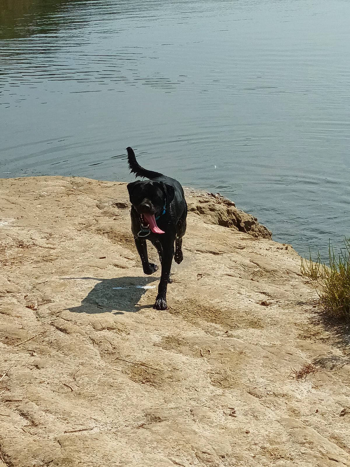 Rocky a rejoint le concours — aidez-le/la à gagner de superbes lots ! beach, canidae, carnivore, coast, collar, dog, dog_breed, guard_dog, lake, ocean, plant, recreation, reservoir, soil, sporting_group, tail, tree, water, working_animal, working_dog
