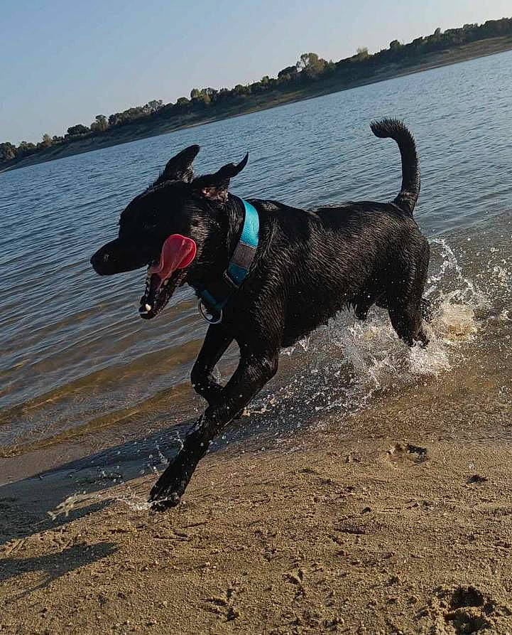 Rocky participe au concours pour gagner de l'argent avec cette photo : beach, canidae, carnivore, collar, companion_dog, dog, dog_breed, dog_collar, dog_supply, dog_walking, lake, leash, pet_supply, sky, soil, sporting_group, tail, water, working_animal, working_dog