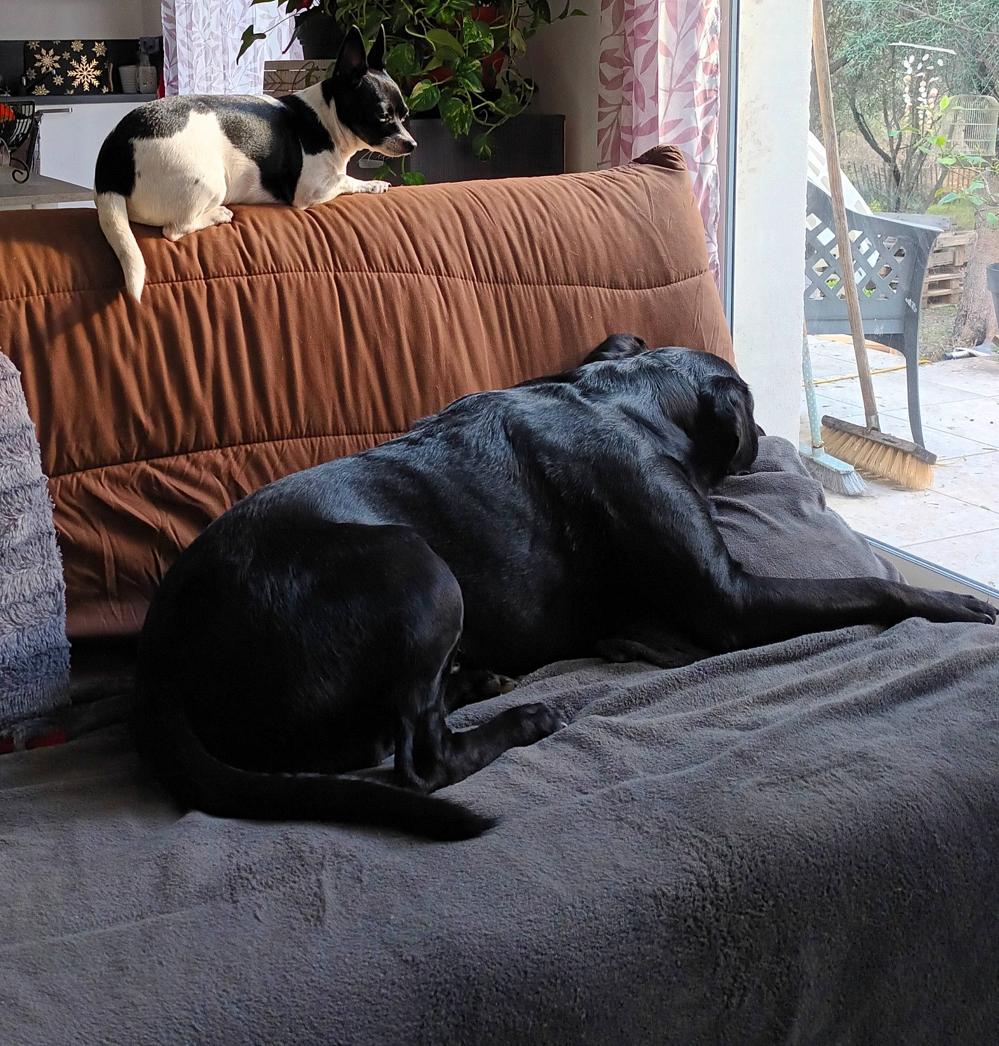 Linda Et Rocky participe au concours pour gagner de l'argent avec cette photo : carnivore, comfort, companion_dog, couch, dog, dog_breed, fawn, felidae, floor, flooring, grass, grey, hardwood, linens, living_room, plant, small_to_medium_sized_cats, sporting_group, studio_couch, wood