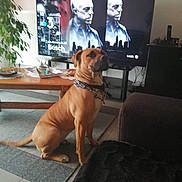 Riley a rejoint le concours — aidez-le/la à gagner de superbes lots ! dog, brown_dog, sitting, living_room, indoors, pet, collar, short_hair, large_dog, mastiff, boxer, furniture, television, screen, coffee_table, rug, carpet, houseplant, couch, black_pet