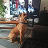 dog, brown_dog, sitting, living_room, indoors, pet, collar, short_hair, large_dog, mastiff, boxer, furniture, television, screen, coffee_table, rug, carpet, houseplant, couch, black_pet