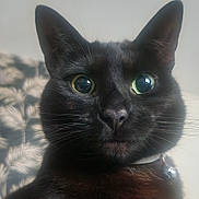 Luna joined the competition — help win amazing prizes! animal, background_pattern, bell, black_cat, cat, close_up, collar, curious_eyes, domestic_cat, ears, face, feline, fur, indoor, leaf_pattern, nose, pet, portrait, soft_light, whiskers