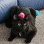 cat, black_cat, toy_mouse, pink_toy, blue_ball, carpet, couch, pet, indoor, animal, playful, feline, collar, resting, cute, domestic_cat, fur, whiskers, ears, alert