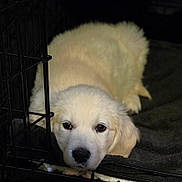 Goldielove is registered to the contest to win money with this photo: puppy, dog, golden_retriever, crate, pet, animal, lying_down, resting, cute, fur, indoors, blanket, young_dog, canine, face, head, nose, ears, sleepy, cozy