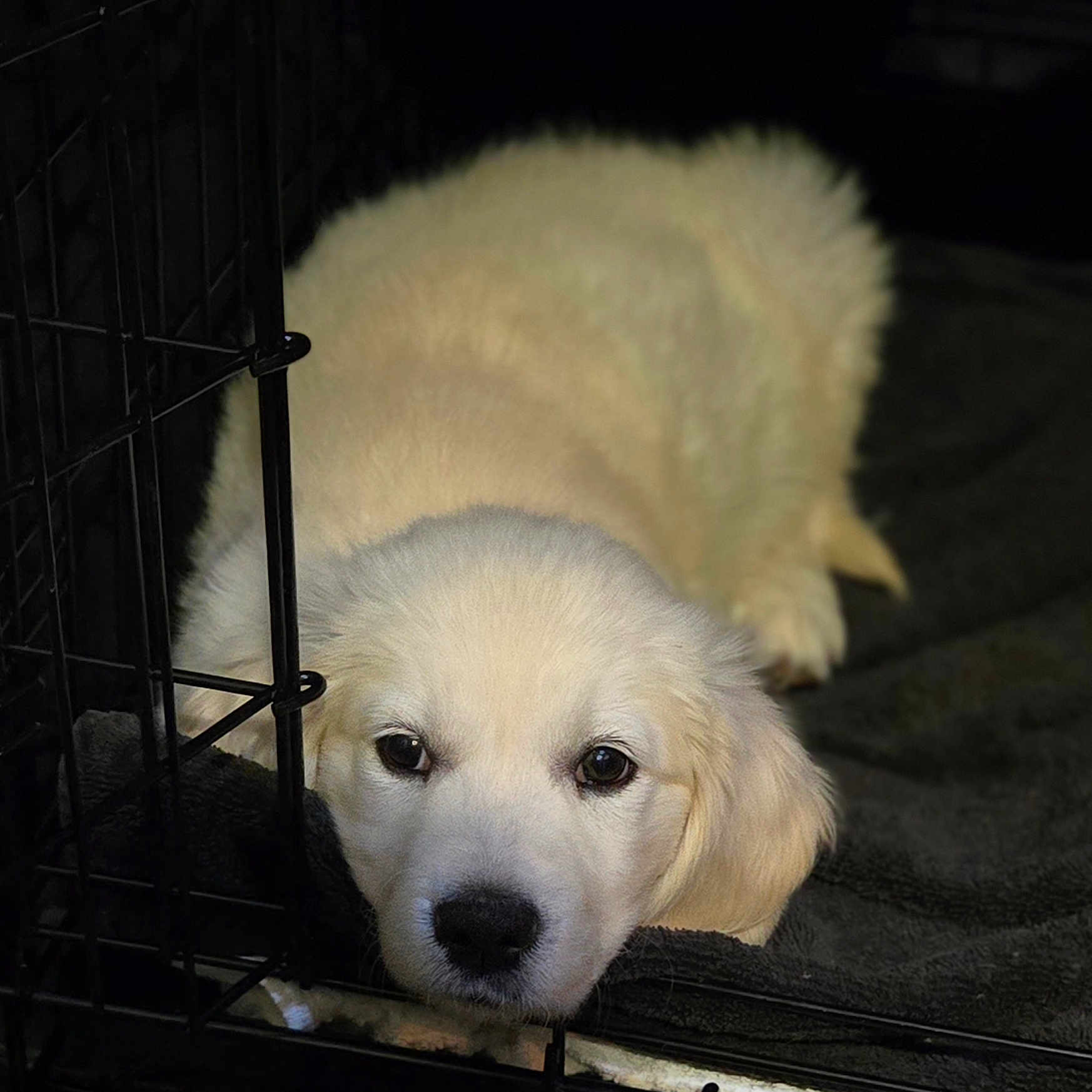 Goldielove is registered to the contest to win money with this photo: animal, blanket, canine, cozy, crate, cute, dog, ears, face, fur, golden_retriever, head, indoors, lying_down, nose, pet, puppy, resting, sleepy, young_dog