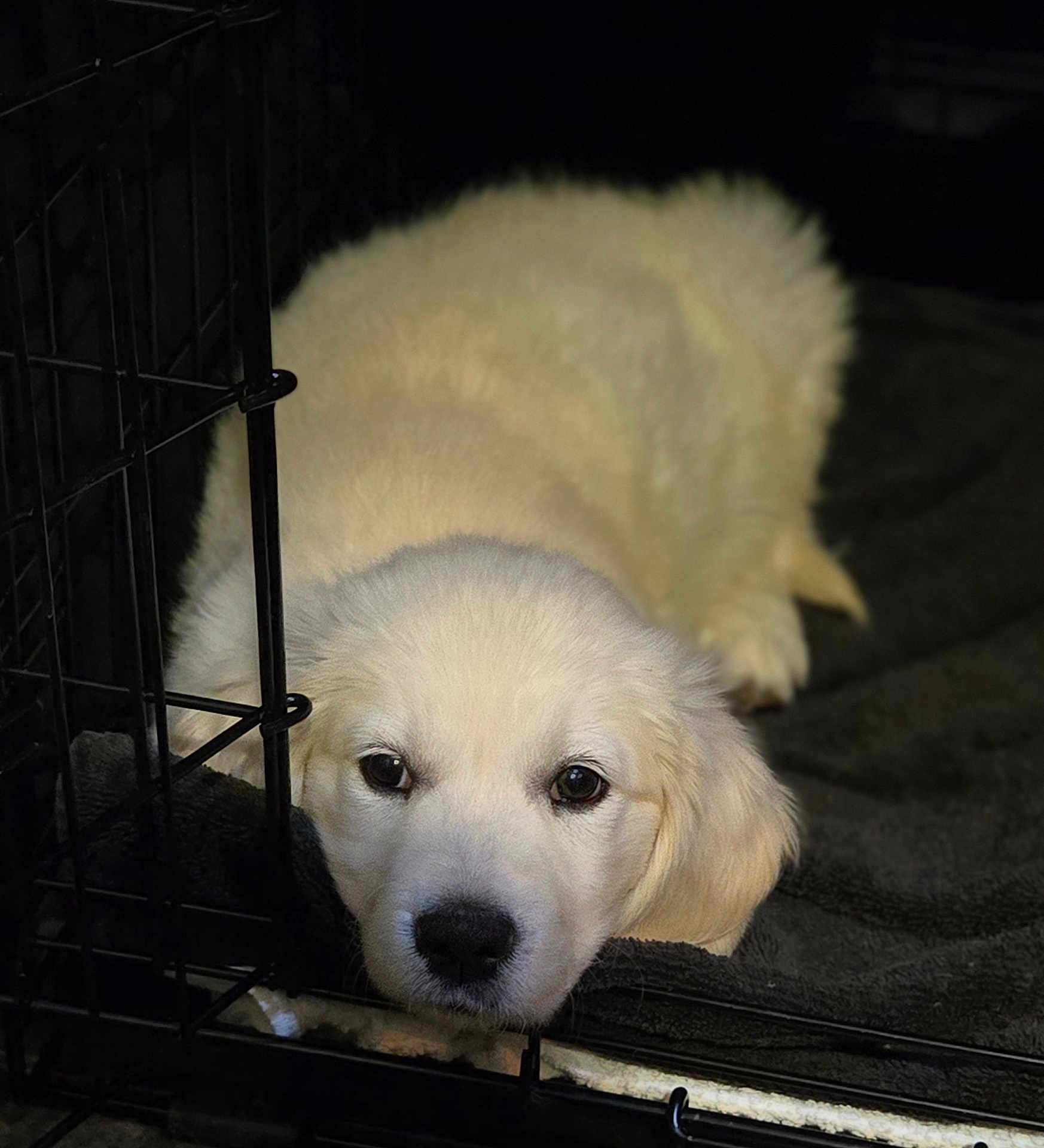 Goldielove is registered to the contest to win money with this photo: puppy, dog, golden_retriever, crate, pet, animal, lying_down, resting, cute, fur, indoors, blanket, young_dog, canine, face, head, nose, ears, sleepy, cozy