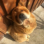 Phalco a rejoint le concours — aidez-le/la à gagner de superbes lots ! animal, brown, canine, companion, cute, daylight, dog, face, fluffy, friendly, fur, outdoor, pavement, pet, portrait, relaxed, shadow, sitting, sunlight, wooden_fence