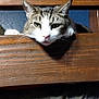 Jynx joined the competition — help win amazing prizes! abyssinian, animal, bookcase, box, cabinet, cat, closet, cupboard, drawer, furniture, hardwood, indoors, kitten, lumber, manx, pet, plywood, shelf, stainedwood, wood