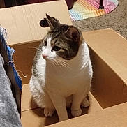 Jynx joined the competition — help win amazing prizes! adult, animal, box, bride, can, cardboard, carton, cat, female, furniture, hardwood, kitten, manx, person, pet, plywood, tin, wedding, woman, wood