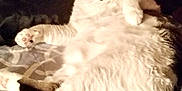 Jynx joined the competition — help win amazing prizes! abyssinian, animal, bed, bedroom, blanket, cat, couch, cushion, furniture, homedecor, indoors, kitten, linen, manx, person, pet, quilt, room, siamese, sleeping