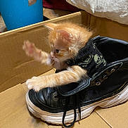 Root Beer is registered to the contest to win money with this photo: accessories, animal, bag, baggage, canine, cat, clothing, dog, dogbed, footwear, hamster, handbag, hardwood, kitten, pet, puppy, rodent, shoe, toy, wood