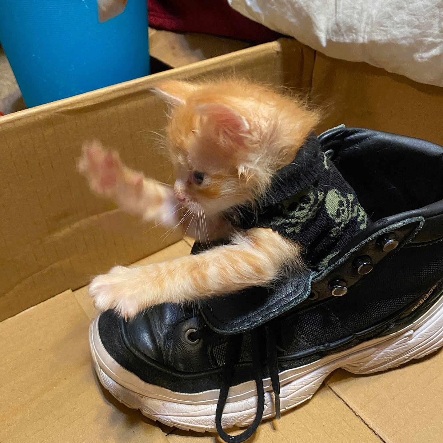 Root Beer is registered to the contest to win money with this photo: accessories, animal, bag, baggage, canine, cat, clothing, dog, dogbed, footwear, hamster, handbag, hardwood, kitten, pet, puppy, rodent, shoe, toy, wood