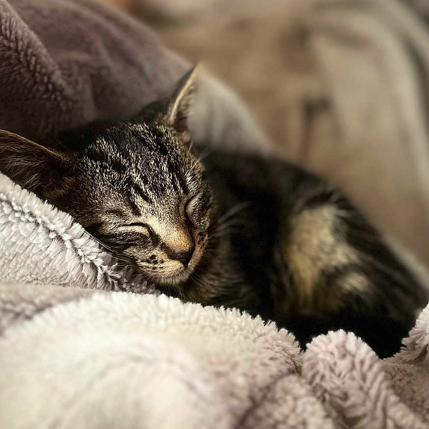 Sally a rejoint le concours — aidez-le/la à gagner de superbes lots ! abyssinian, animal, blanket, cat, furniture, kitten, laundry, manx, person, pet, quilt, sleeping, towel