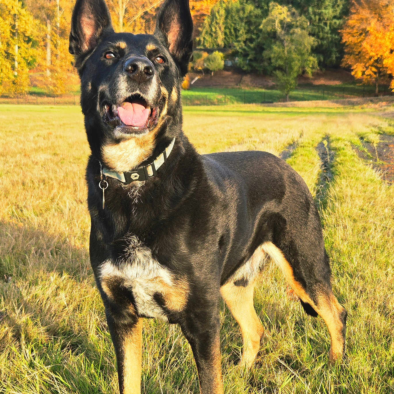 Kuno is registered to the contest to win money with this photo: animal, autumn, black_and_tan, canine, collar, daytime, dog, ears_up, fall, field, grass, happy, mammal, nature, outdoor, pet, standing, sunlight, tongue_out, trees