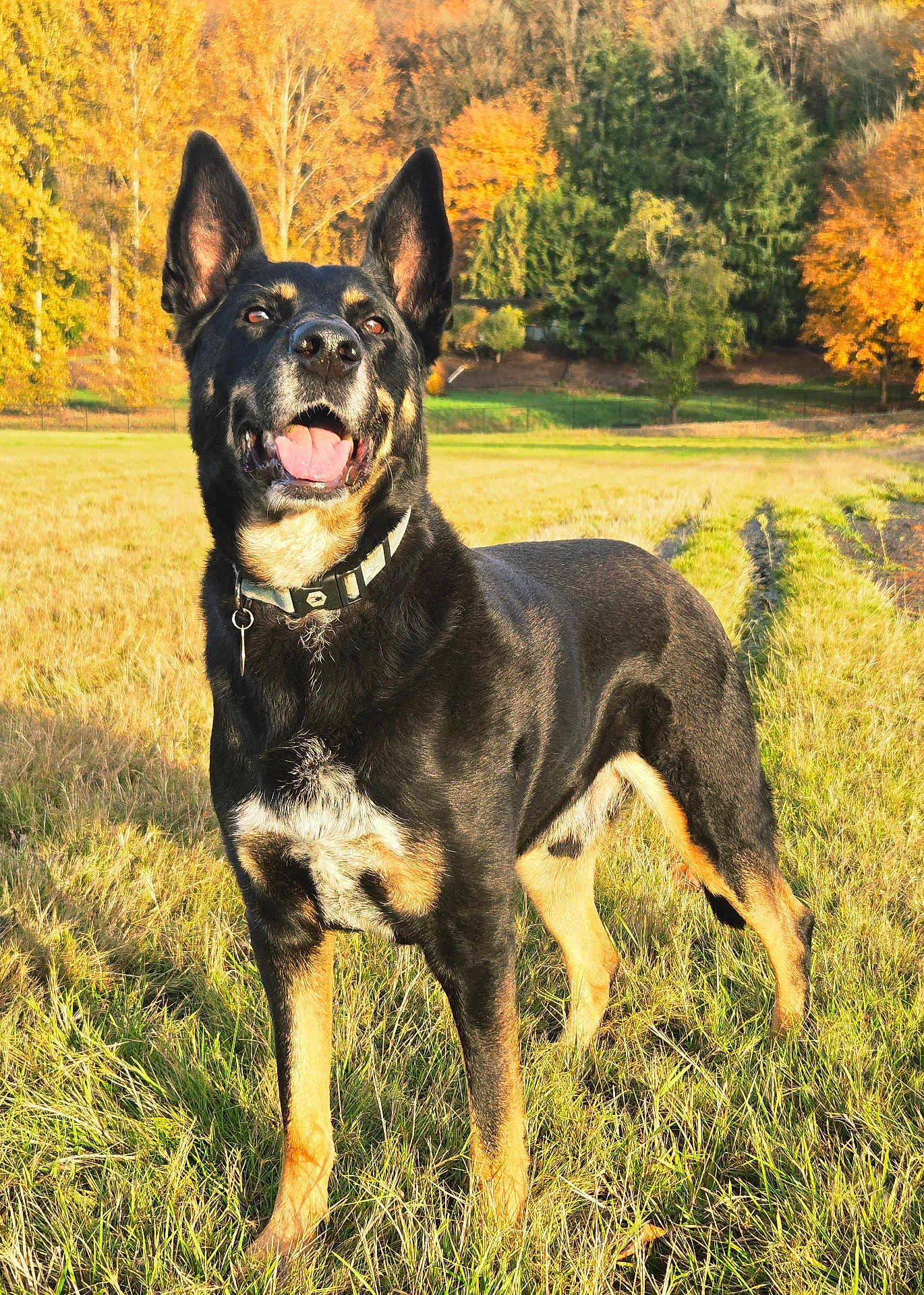 Kuno is registered to the contest to win money with this photo: dog, canine, outdoor, field, grass, autumn, fall, trees, nature, pet, animal, collar, happy, tongue_out, ears_up, sunlight, mammal, standing, black_and_tan, daytime