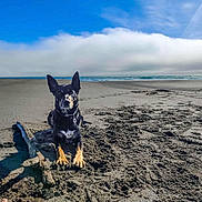 Kuno joined the competition — help win amazing prizes! dog, beach, sand, driftwood, ocean, sky, clouds, outdoor, animal, pet, nature, sunlight, relaxing, seaside, water, daytime, canine, muzzle, paws, collar