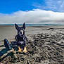 dog, beach, sand, driftwood, ocean, sky, clouds, outdoor, animal, pet, nature, sunlight, relaxing, seaside, water, daytime, canine, muzzle, paws, collar