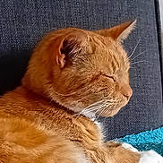 Jerry is registered to the contest to win money with this photo: animal, blue_blanket, cat, closeup, couch, cozy, domestic_cat, fabric, feline, fur, ginger_cat, indoor, nap, pet, relaxed, resting, side_profile, sleeping, texture, whiskers