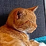 animal, blue_blanket, cat, closeup, couch, cozy, domestic_cat, fabric, feline, fur, ginger_cat, indoor, nap, pet, relaxed, resting, side_profile, sleeping, texture, whiskers