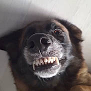 Stella a rejoint le concours — aidez-le/la à gagner de superbes lots ! animal, bodypart, canine, computerhardware, dog, electronics, face, germanshepherd, hardware, head, indoors, monitor, mouth, person, pet, policedog, puppy, screen, snout, teeth