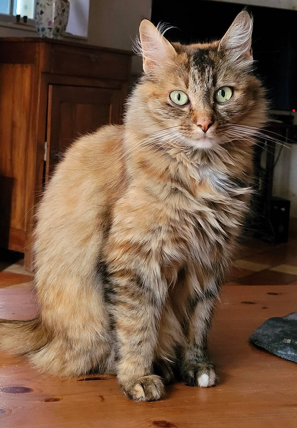 Michka a rejoint le concours — aidez-le/la à gagner de superbes lots ! box, cabinetry, carnivore, cat, claw, domestic_short_haired_cat, felidae, flooring, fur, hardwood, maine_coon, paw, plant, small_to_medium_sized_cats, snout, tail, terrestrial_animal, whiskers, window, wood