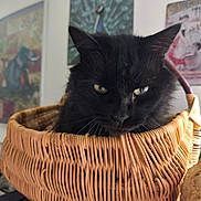 Quake a rejoint le concours — aidez-le/la à gagner de superbes lots ! black_cat, basket, indoor, pet, feline, yellow_eyes, woven, cozy, vintage_posters, blurred_background, resting, animal, domestic_cat, close_up, soft_light, home_decor, curious, quiet, portrait, furry