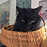 black_cat, basket, indoor, pet, feline, yellow_eyes, woven, cozy, vintage_posters, blurred_background, resting, animal, domestic_cat, close_up, soft_light, home_decor, curious, quiet, portrait, furry