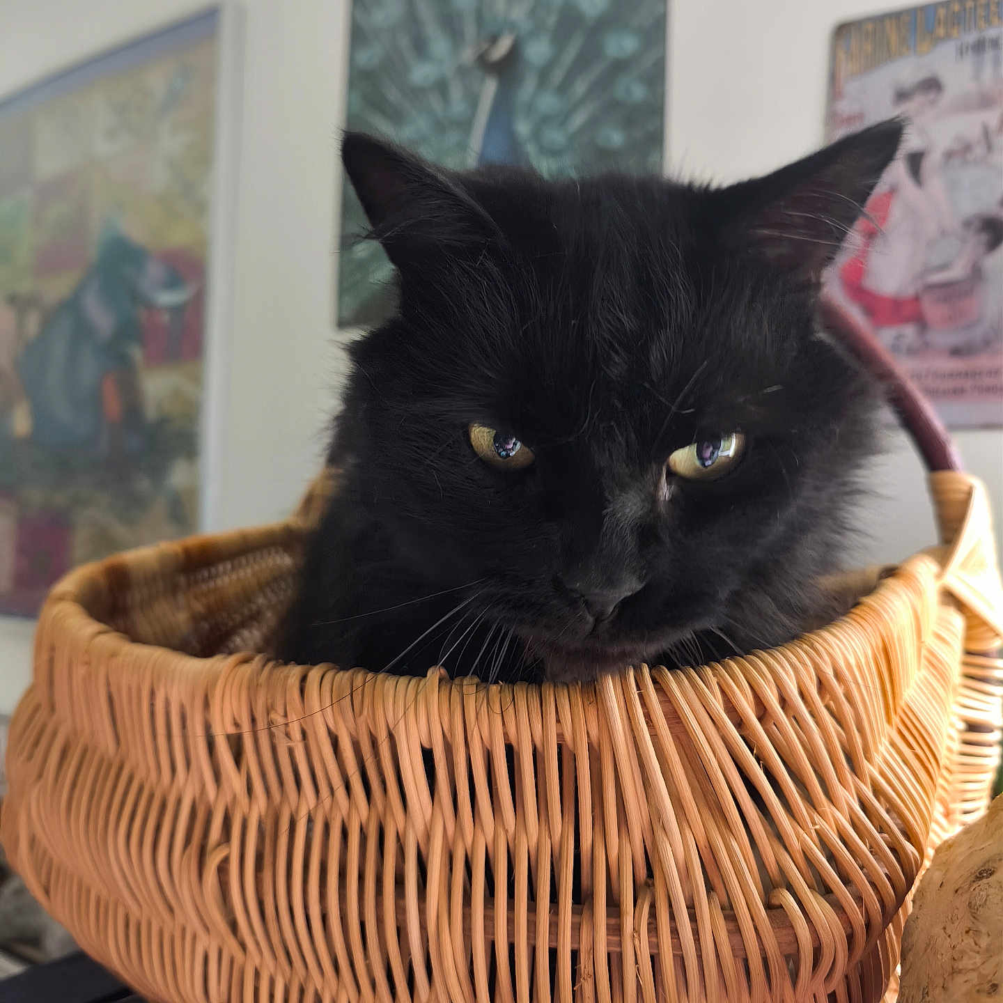 Quake a rejoint le concours — aidez-le/la à gagner de superbes lots ! black_cat, basket, indoor, pet, feline, yellow_eyes, woven, cozy, vintage_posters, blurred_background, resting, animal, domestic_cat, close_up, soft_light, home_decor, curious, quiet, portrait, furry