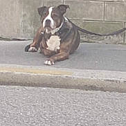 Gaston participe au concours pour gagner de l'argent avec cette photo : alone, animal, brown, calm, canine, concrete, daytime, dog, ears, leash, muzzle, outdoor, pavement, pet, quiet, resting, sidewalk, street, wall, white