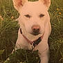 dog, white_dog, grass, collar, tennis_ball, outdoor, pet, animal, nature, canine, lying_down, greenery, closeup, playing, summer, field, ears, snout, fur, collar_tag